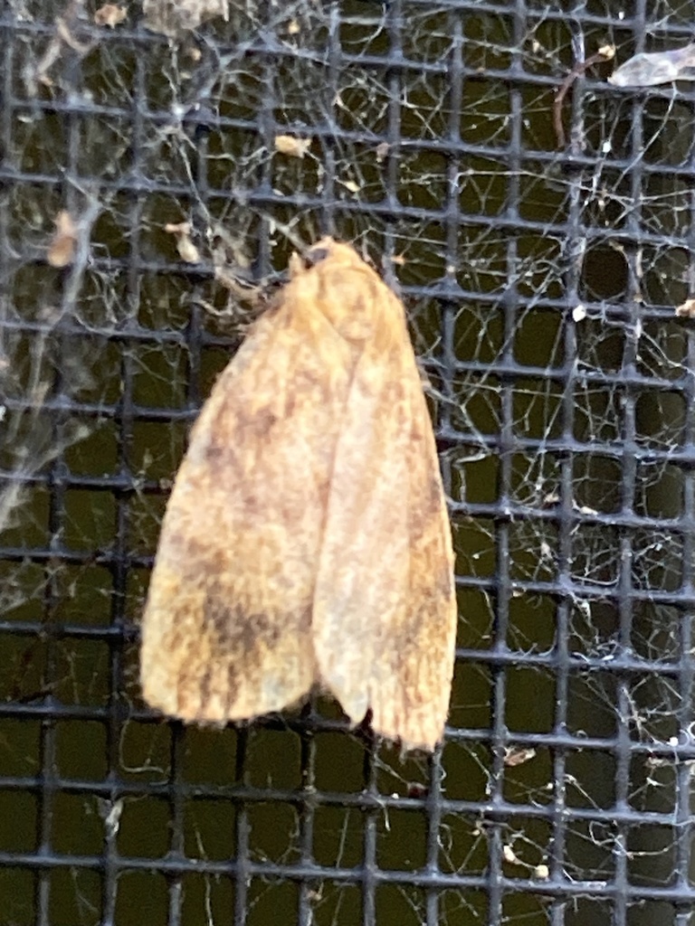 Cyme structa from Burraneer Rd, Coomba Park, NSW, AU on March 11, 2024 ...