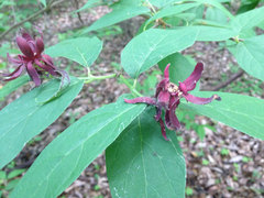 Calycanthus floridus glaucus