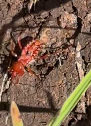 Western Corsair Bug photo 5
