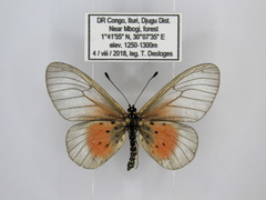 Acraea orestia