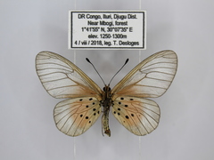 Acraea orestia