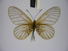 Acraea orestia