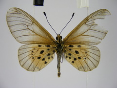 Acraea orestia