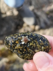 Asterina phylactica