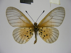Acraea orestia