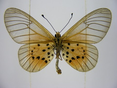 Acraea orestia