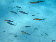 Pterocaesio chrysozona