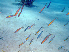 Pterocaesio chrysozona