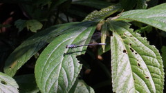 Bayadera brevicauda