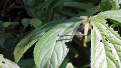 Bayadera brevicauda