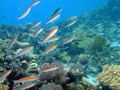 Pterocaesio chrysozona
