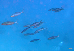 Caesio striata