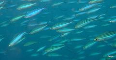 Caesio striata