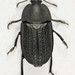 Garden Carrion Beetle - Photo (c) pcastrovillo, some rights reserved (CC BY-NC), uploaded by pcastrovillo