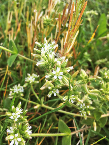 Cerastium glomeratum