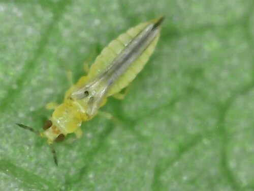 Scirtothrips dorsalis Hood, 1919