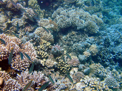 Caesio striata