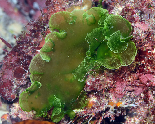 Palmophyllales