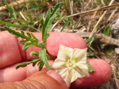 Chamaesaracha coronopus
