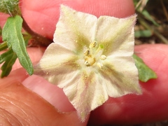 Chamaesaracha coronopus