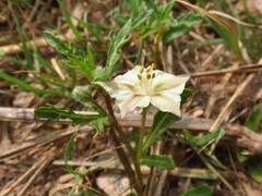 Chamaesaracha coronopus