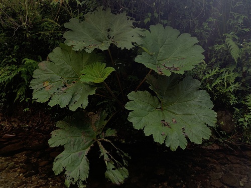 Foto de Ruibarbo gigante