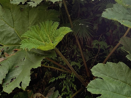 Foto de Ruibarbo gigante