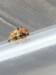 Cyrtolobus tuberosus