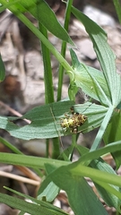 Rhabdomiris striatellus