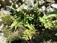 Asplenium bradleyi