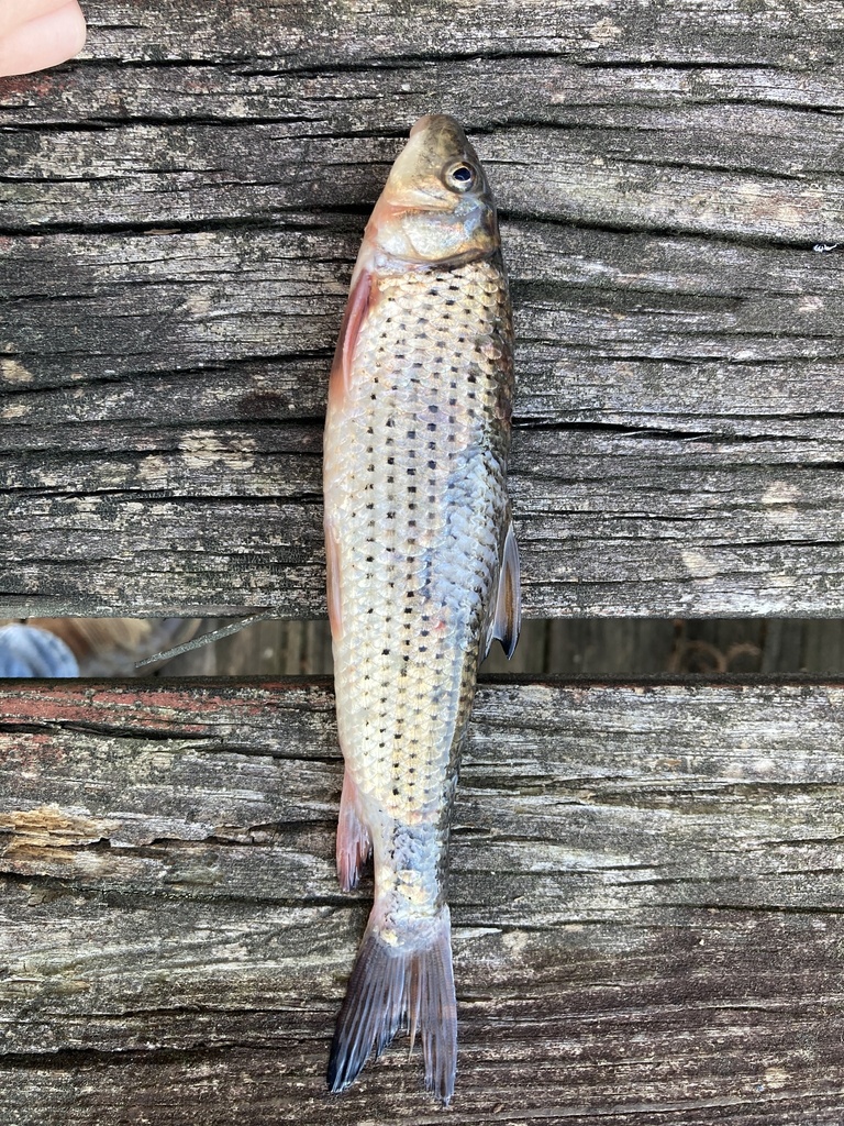 Spotted Sucker from Elkhart Lake, Elkhart, TX, US on March 10, 2024 at ...