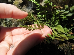 Asplenium bradleyi