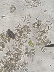 Scenedesmaceae