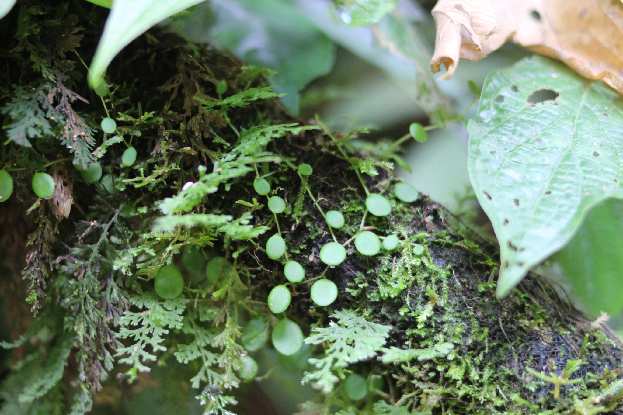 Imagem de Peperomia Hope