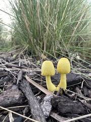 Leucocoprinus birnbaumii image
