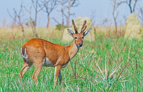 Pampas Deer