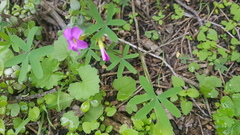 Oxalis dichotoma