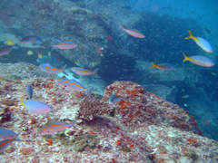 Caesio varilineata