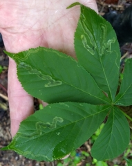 Phytomyza aesculi