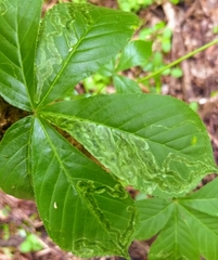 Phytomyza aesculi