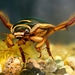 Gran Escarabajo Buceador - Photo (c) Vit Lukas, algunos derechos reservados (CC BY-NC), subido por Vit Lukas