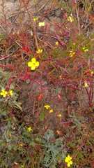 Camissonia strigulosa