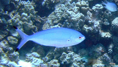 Caesio lunaris