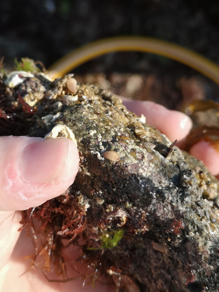 Leptochiton scabridus
