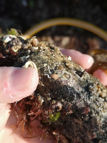 Representative image of Leptochiton scabridus