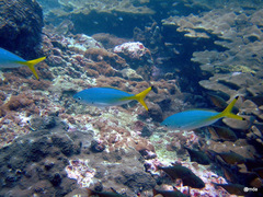 Caesio lunaris