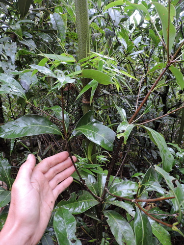 Image of Ocotea odorifera by (c) Fabrício Mil Homens Riella, some rights reserved (CC BY)