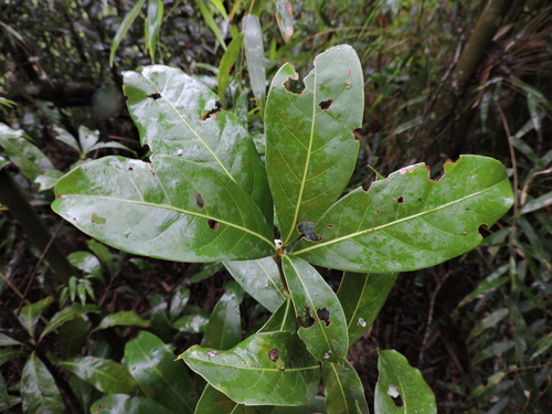 Image of Ocotea odorifera by (c) Fabrício Mil Homens Riella, some rights reserved (CC BY)