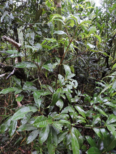 Image of Ocotea odorifera by (c) Fabrício Mil Homens Riella, some rights reserved (CC BY)