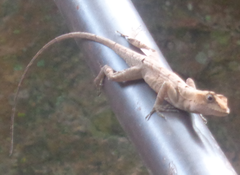 Anolis brasiliensis
